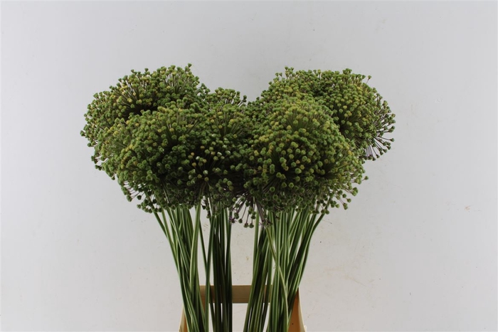 Allium Gladiator Zaaddoos