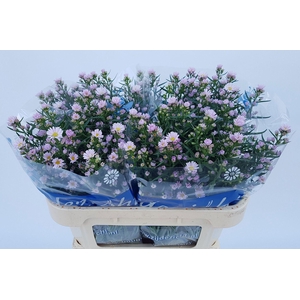 ASTER CLAUDIA AST CLAUDIA