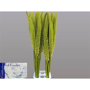 Eremurus Alaska