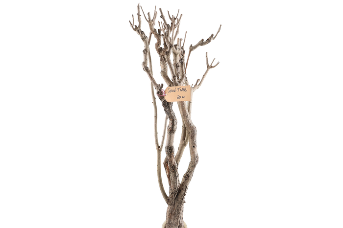 <h4>Syringa Branch Extra Roualt</h4>