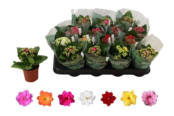 <h4>KAL GE RO GEM 6 KL</h4>