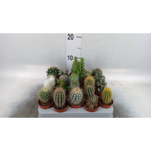 Cactus   ...mix