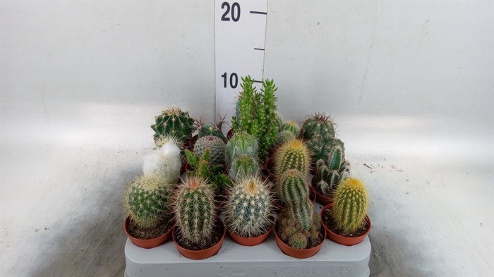 <h4>Cactus ...mix</h4>