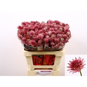 ASTRANTIA ROMA