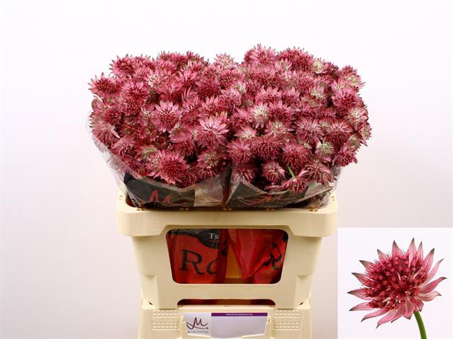 ASTRANTIA ROMA