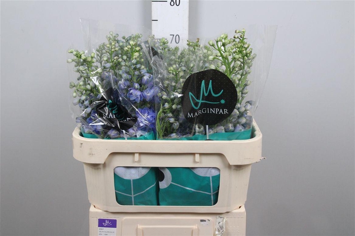 <h4>Delph Du Guard Blue</h4>