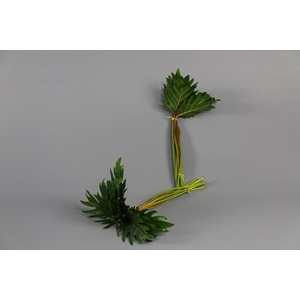 Philodendron Xanadu (air)