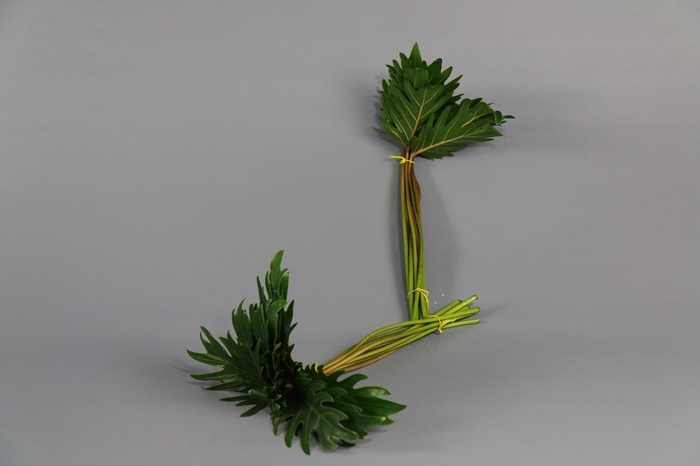 <h4>Philodendron Xanadu (air)</h4>