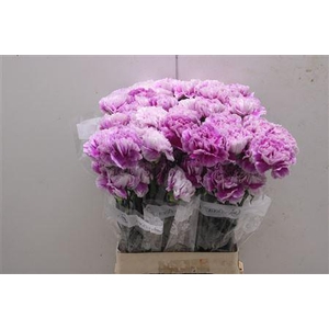 Di St Merletto Lavender