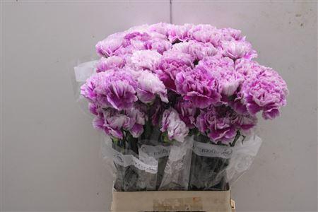 <h4>Di St Merletto Lavender</h4>