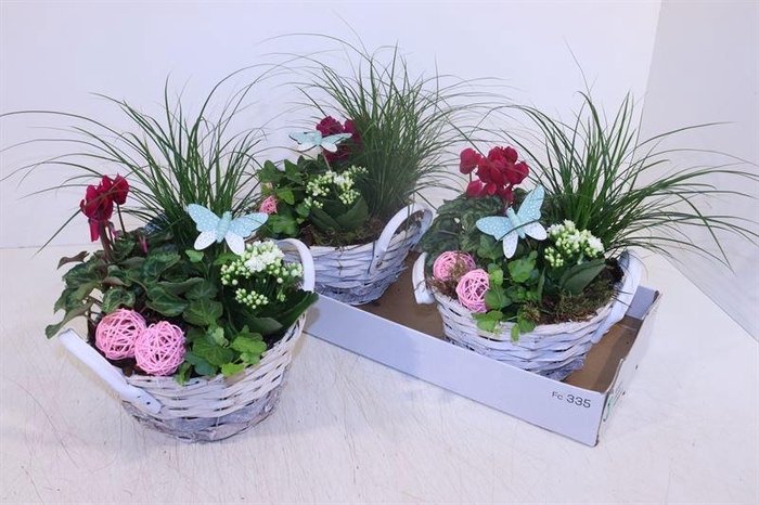 <h4>ARR TUINPLANTEN</h4>