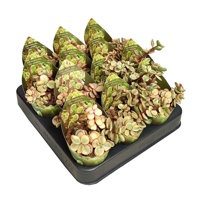 <h4>PORTULAC A VARIEGATA</h4>