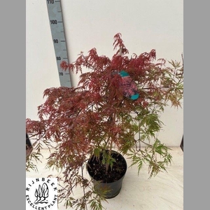 ACER PA GARNET
