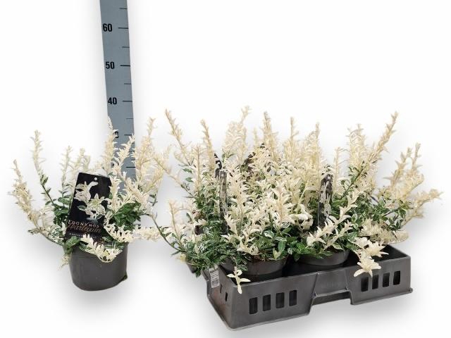 <h4>EUONYMUS FO HARLEQUI</h4>