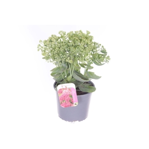 Sedum Herbstfreude