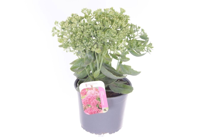 <h4>Sedum Herbstfreude</h4>
