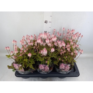 Senecio candidans 'Angel Wings'