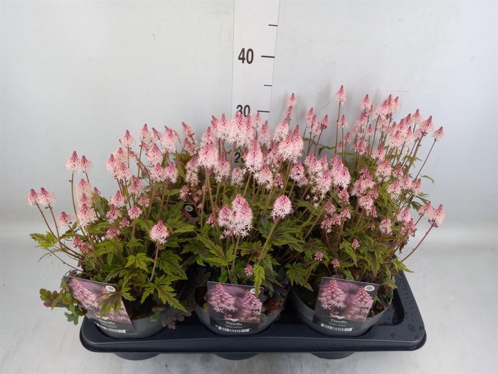 <h4>Senecio candidans 'Angel Wings'</h4>