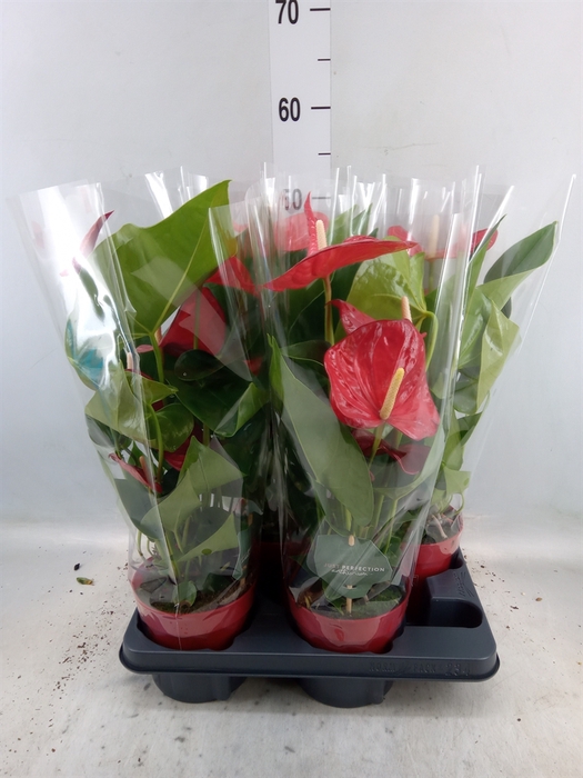 <h4>Anthurium andr. 'Minnesota'</h4>