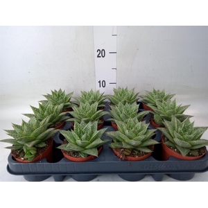 Gasteria
