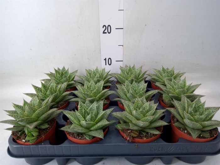 <h4>Gasteria</h4>