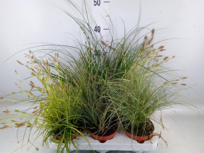 <h4>Carex   ...mix</h4>