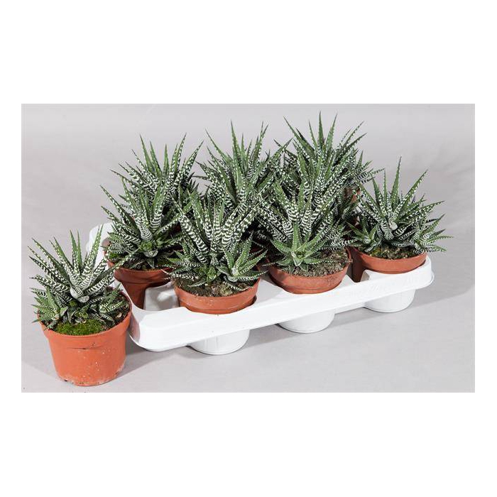 <h4>Haworthia fasciata Big Band 10,5Ø 17cm</h4>