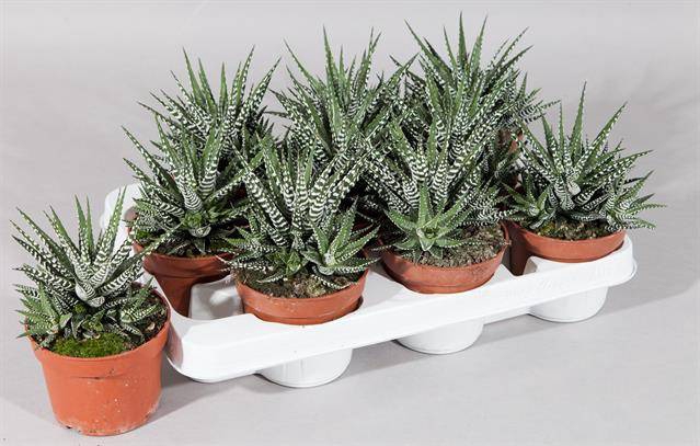 Haworthia fasciata Big Band 10,5Ø 17cm