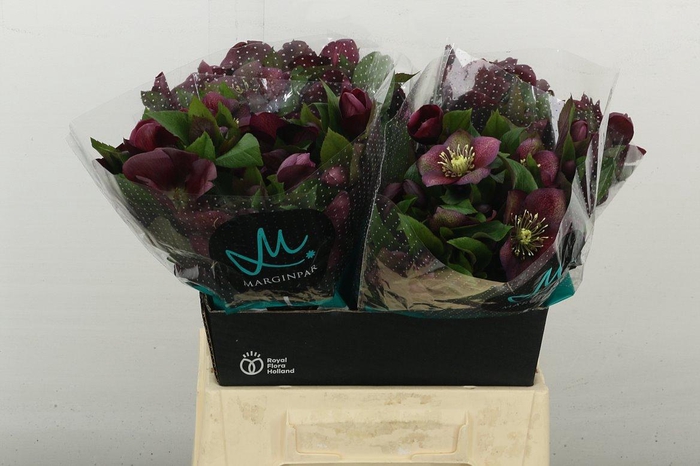 <h4>Hell Mammoth Red</h4>