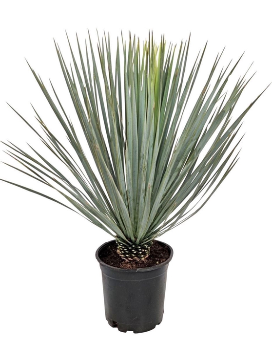 <h4>Yucca Rostrata</h4>
