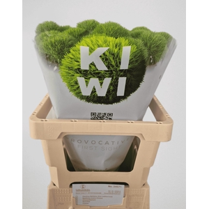 DI BARB KIWI MELLOW