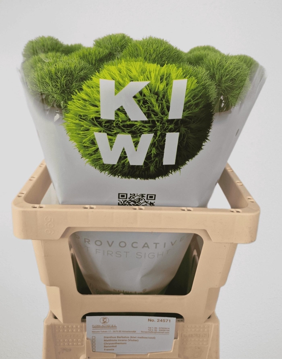 <h4>DI BARB KIWI MELLOW</h4>