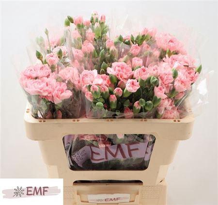 <h4>Di Tr Doobadoo</h4>