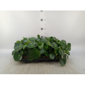 Peperomia polybotrya 'Raindrop'
