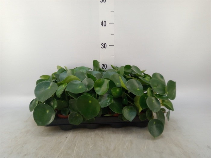 <h4>Peperomia polybotrya 'Raindrop'</h4>