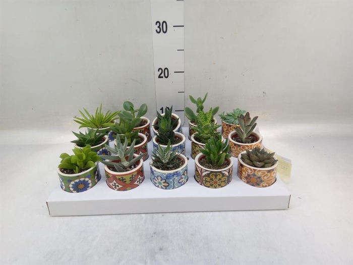 <h4>Succulents   ...</h4>