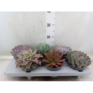 Echeveria   ...mix