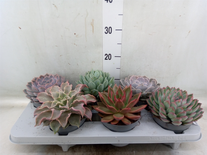 <h4>Echeveria   ...mix</h4>