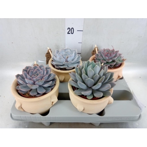 Echeveria   ...mix