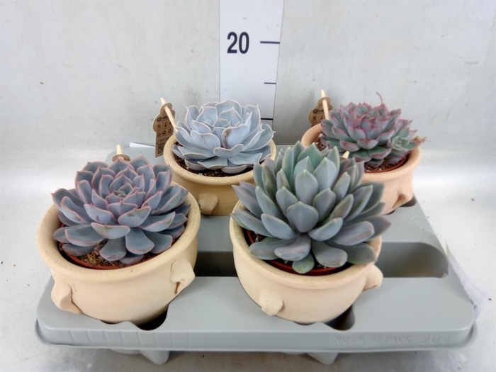 <h4>Echeveria   ...mix</h4>