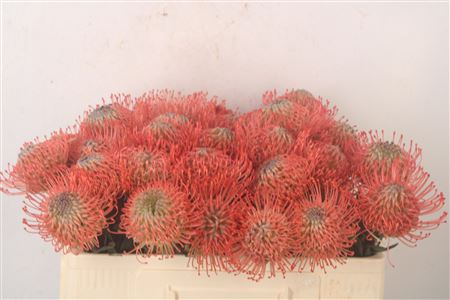 <h4>Leuco Ayoba Pin Guav</h4>