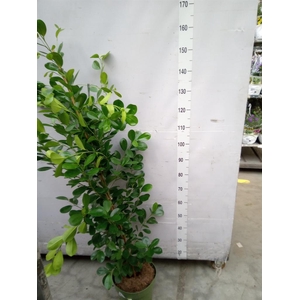 Ficus microcarpa 'Moclame'