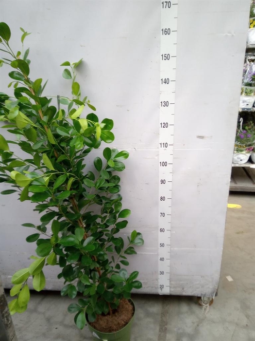 <h4>Ficus microcarpa 'Moclame'</h4>