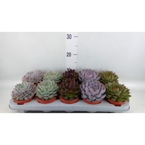 Echeveria   ...mix