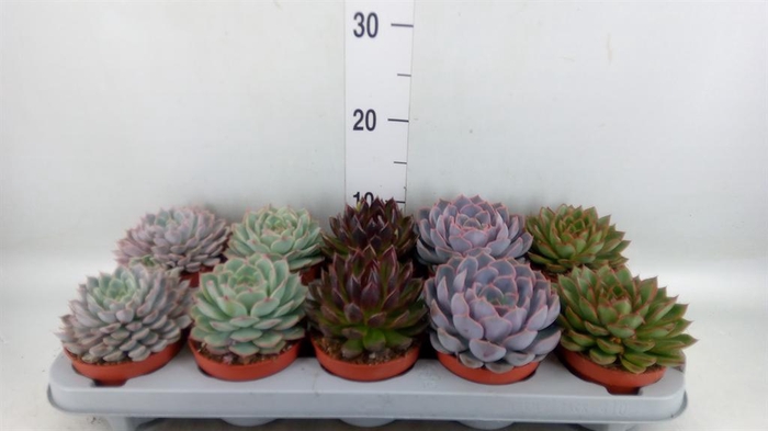 <h4>Echeveria ...mix</h4>