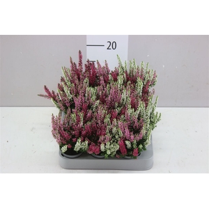 Calluna Mini Beauty Lady Trio Girl
