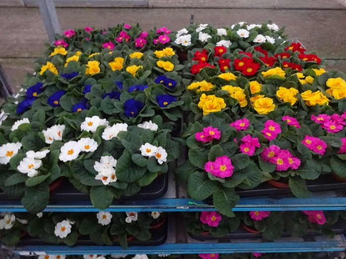 <h4>PRIM AC MIXK</h4>