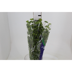 BUPLEURUM GREEN GOLD 070 CM