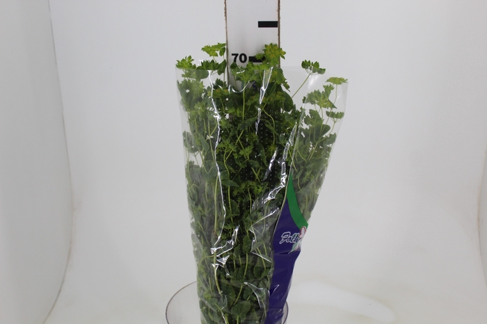 <h4>BUPLEURUM GREEN GOLD 070 CM</h4>