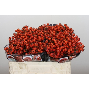 Rozenbottel Sunset Hiphop